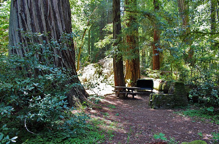6 mejores campings en los parques nacionales y estatales de Redwood, CA