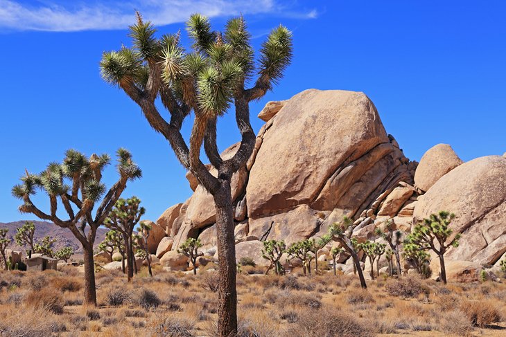 Joshua Tree