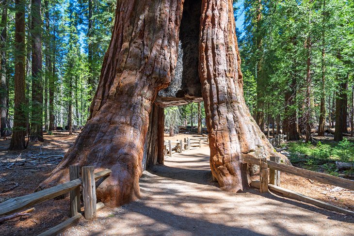 Sequoia National Park