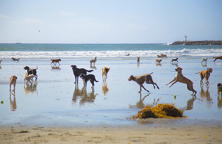 Dog Beach