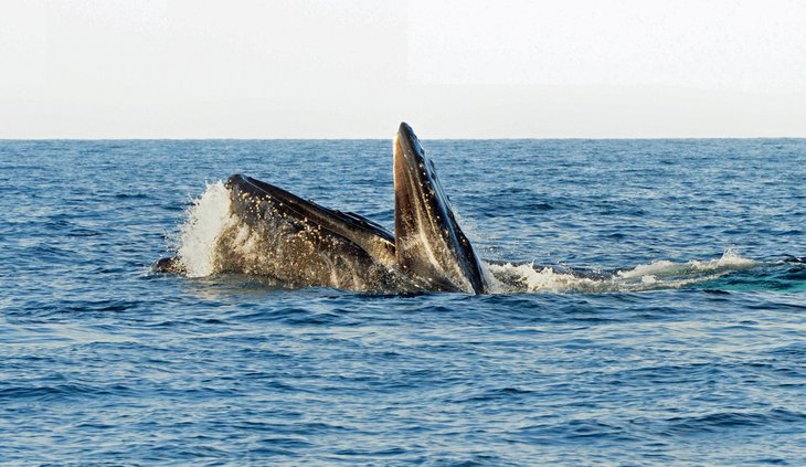 Humpback whale