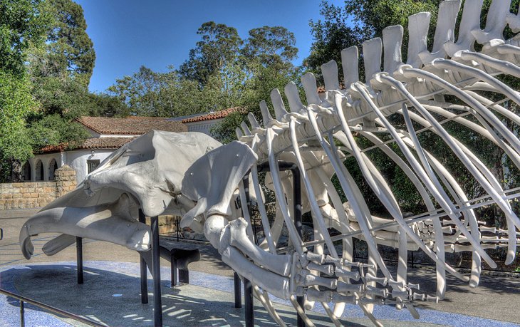 Blue whale skeleton