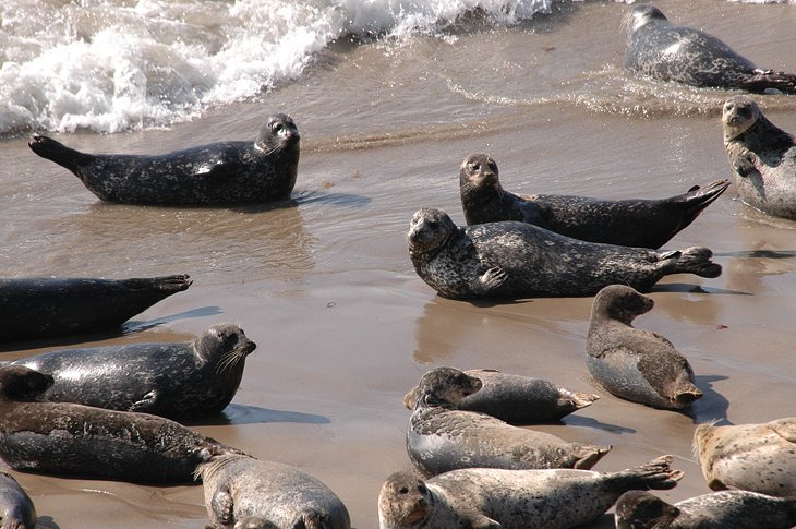 Carpinteria Harbor Seal Rookery