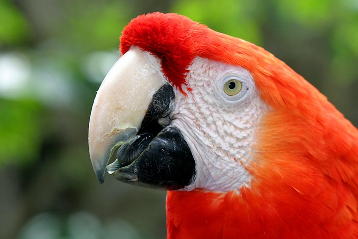 Scarlet macaw at the Santa Barbara Zoo