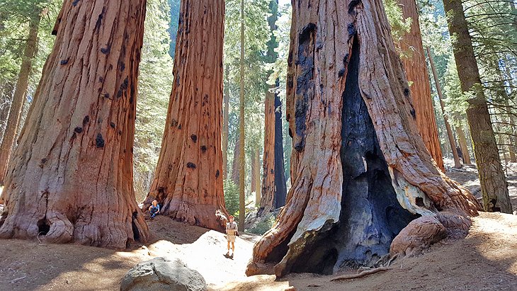 Sequoia National Park