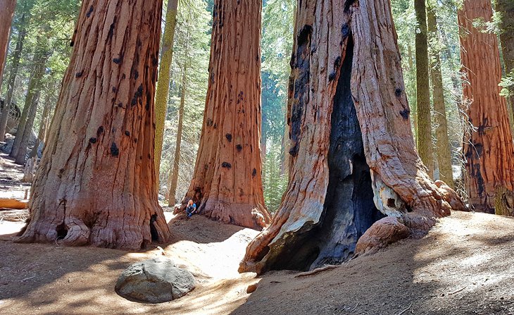 Sequoia National Park