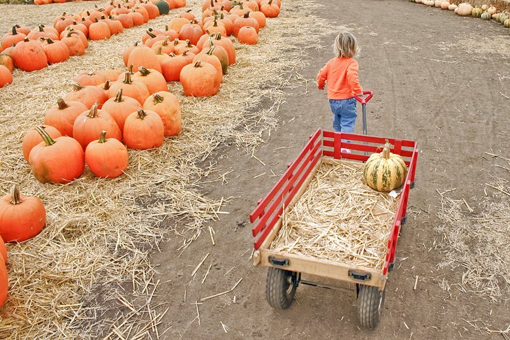 Pumpkin Season in October