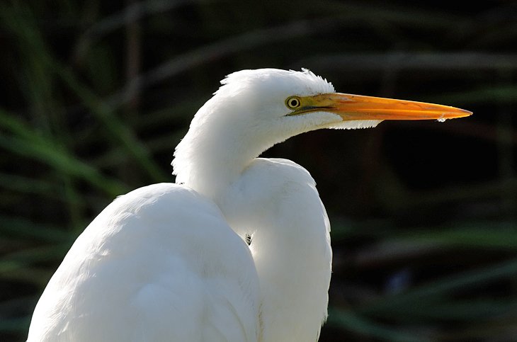 Egret at Temescal Regional Recreation Area