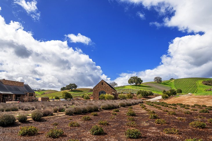 Scenery near Paso Robles