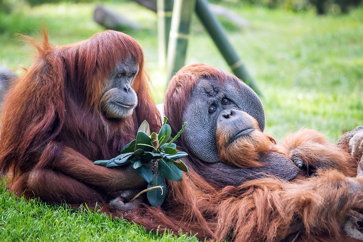 San Diego Zoo