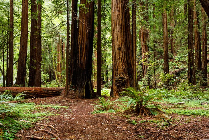 Muir Woods