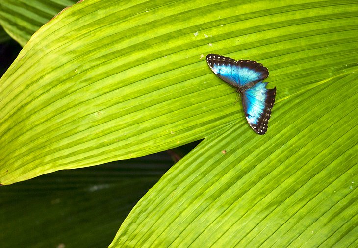 California Academy of Sciences