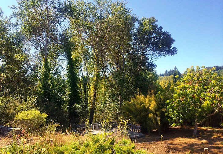 U.C. Santa Cruz Arboretum