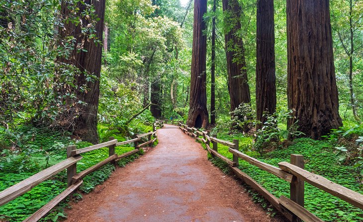 Muir Woods