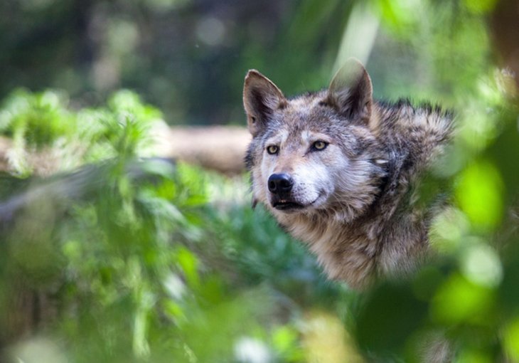 Cheyenne Mountain Zoo