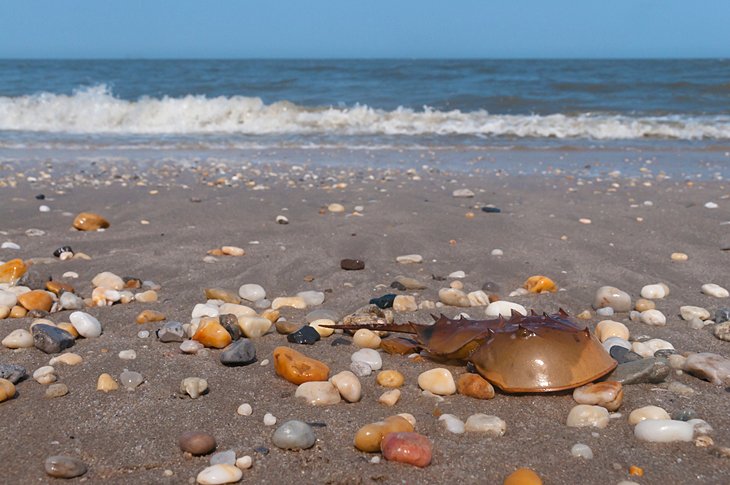 Horseshoe crab on Broadkill Beach