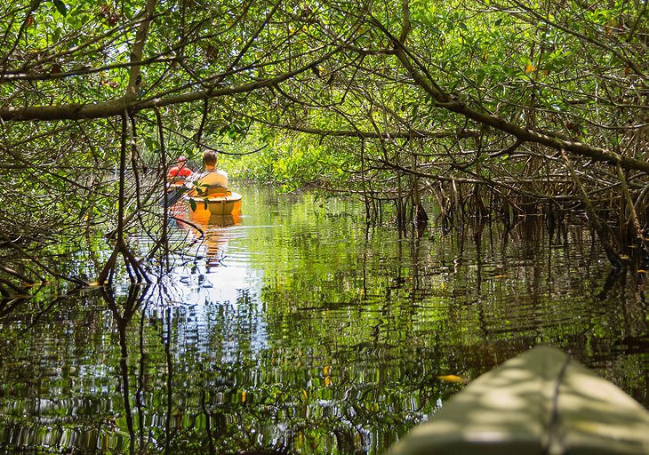 Kayaking in mangroves