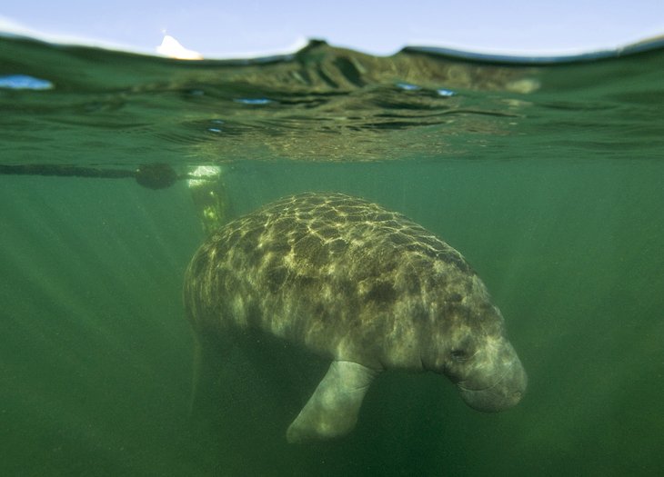 Manatee in the wild