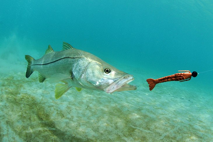 Snook and lure