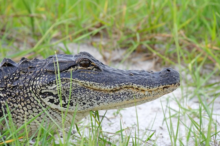 Everglades National Park - Tourist Places in Florida