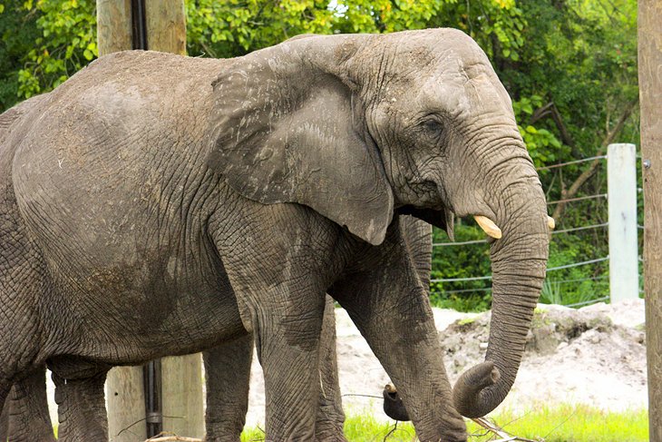 Elephant at the Jacksonville Zoo