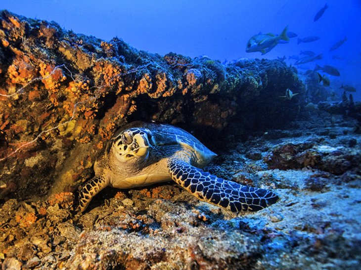 John Pennekamp Coral Reef State Park