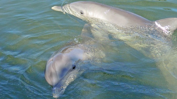 Dolphin Research Center