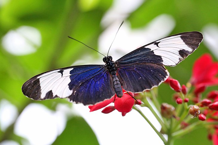 Key West Butterfly and Nature Conservatory