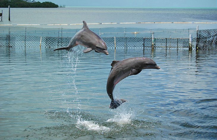 Dolphin Research Center