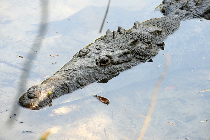 Alligator, Brevard Zoo