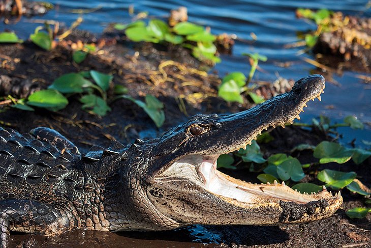 Everglades National Park