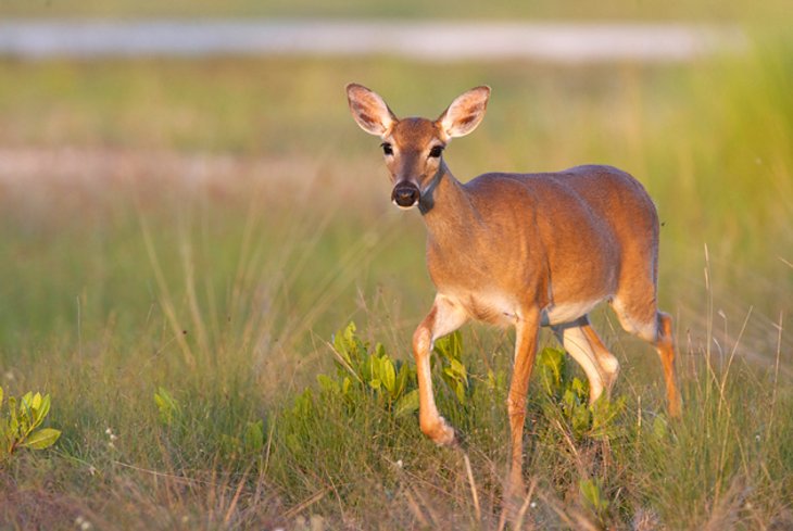 National Key Deer Refuge