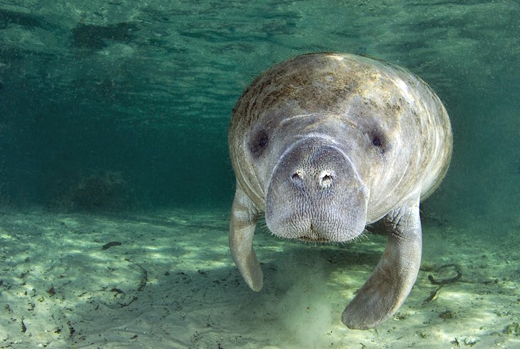 The Manatees of Crystal River