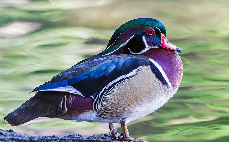 Wood duck at Ellie Schiller Homosassa Springs State Park