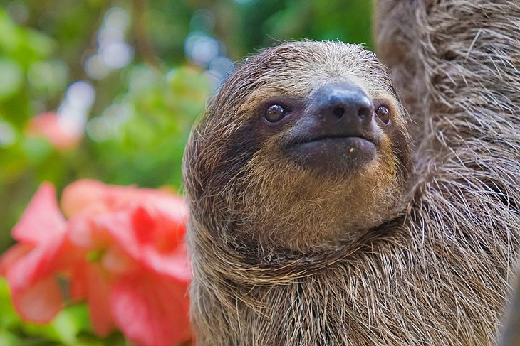 Two-toed sloth