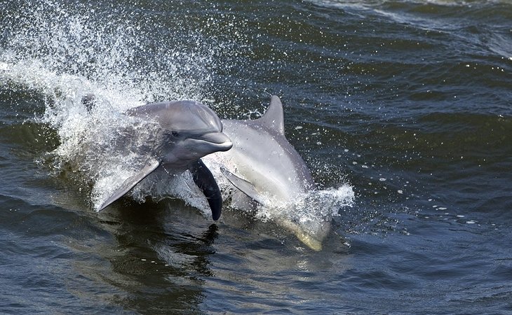 Bottlenose dolphin