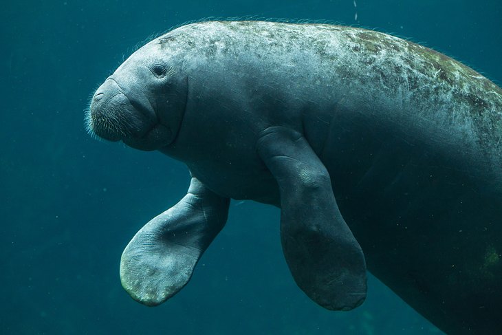 Manatee