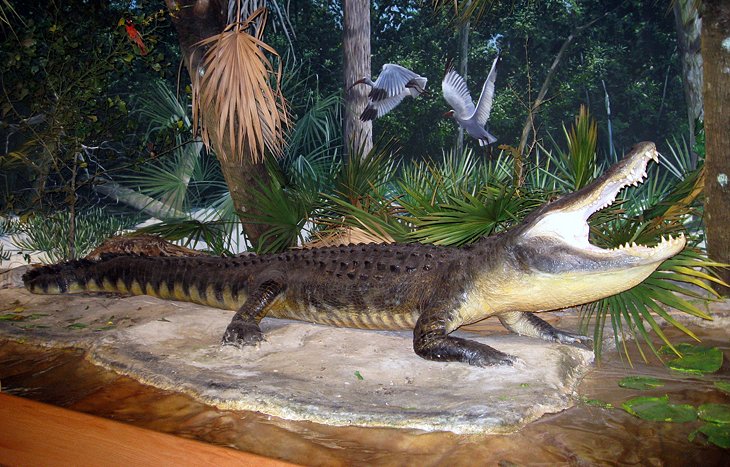South Florida Museum