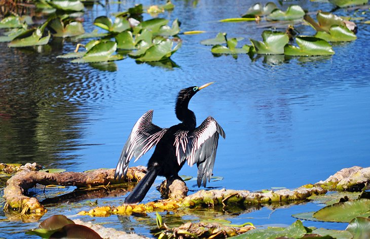 Boyd Hill Nature Preserve