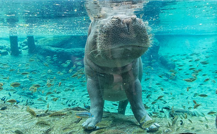Hippopotame à Busch Gardens