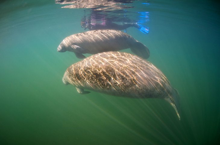 Tampa Electric Manatee Viewing Center at Apollo Beach