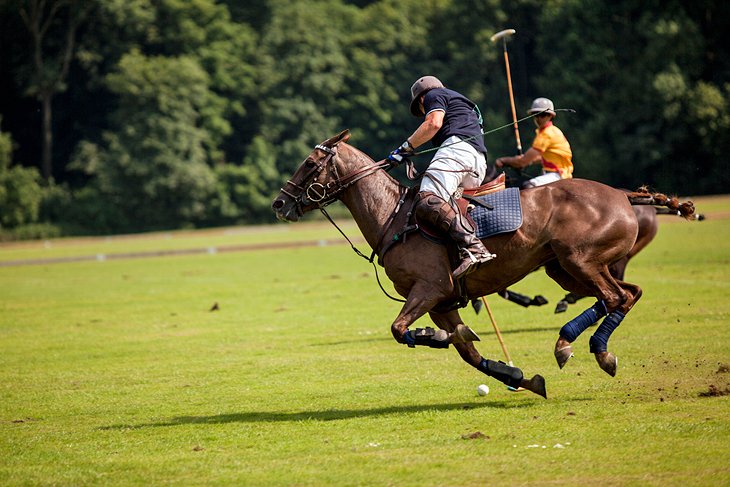 Polo players