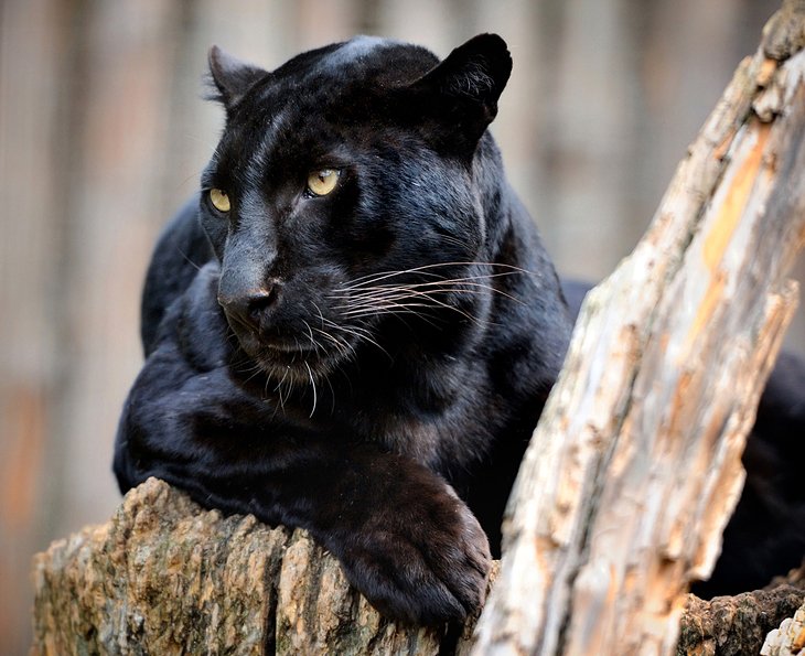 Black leopard