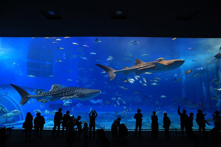 Georgia Aquarium