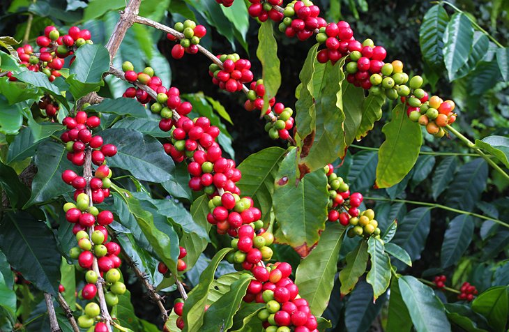 Coffee beans in Kona
