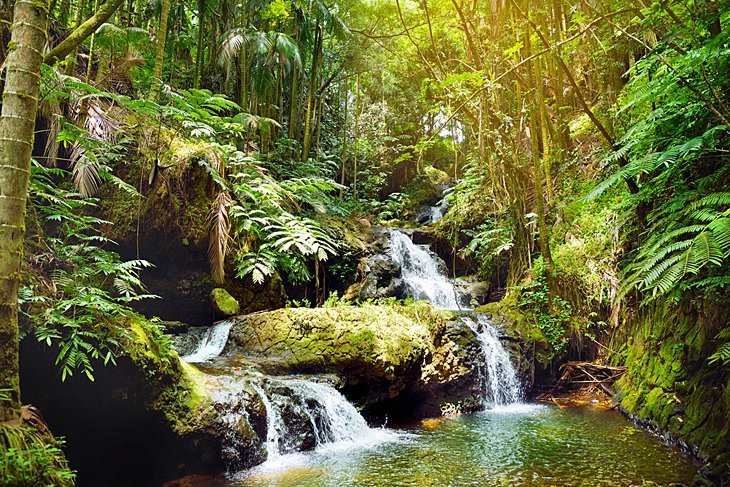 Hawaii Tropical Botanical Garden