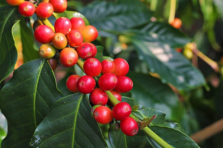 Kona Coffee Living History Farm