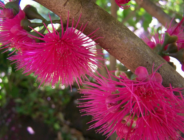Limahuli Garden & Preserve