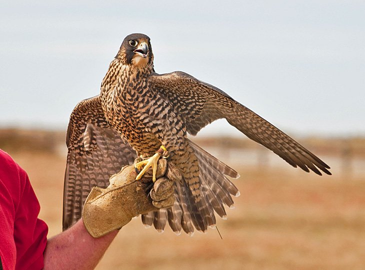 World Center for Birds of Prey