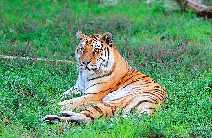 Tiger at the Lincoln Park Zoo